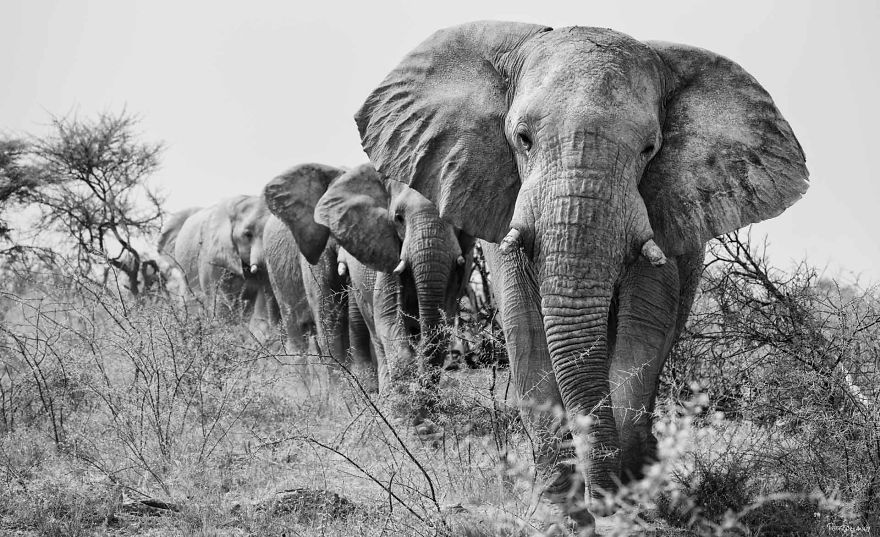 Black and White Elephants Photography By Peter Delaney