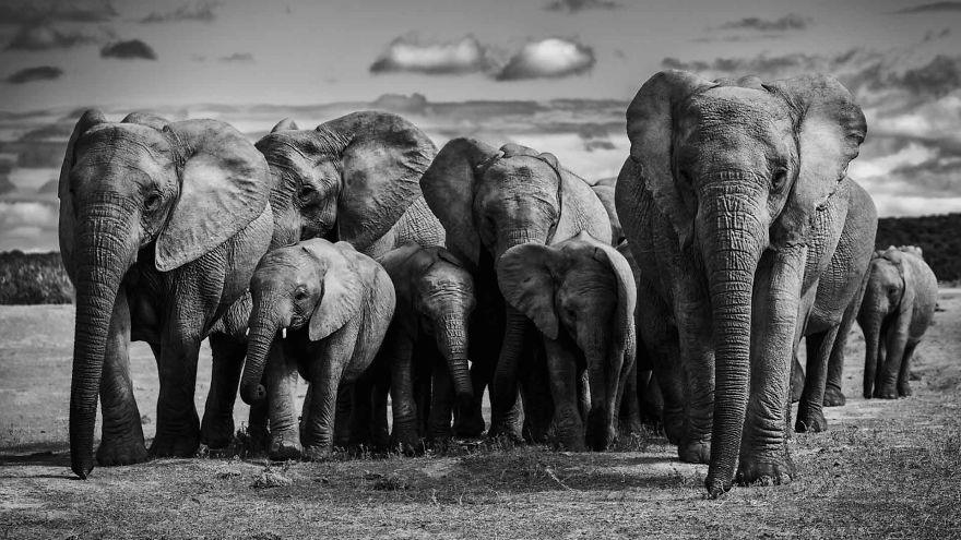 Black and White Elephants Photography By Peter Delaney