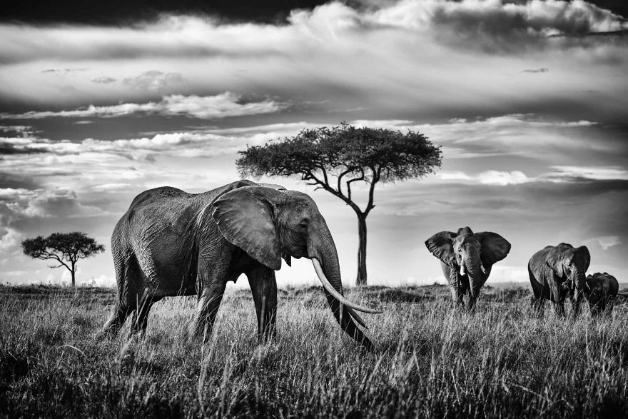 Black and White Elephants Photography By Peter Delaney