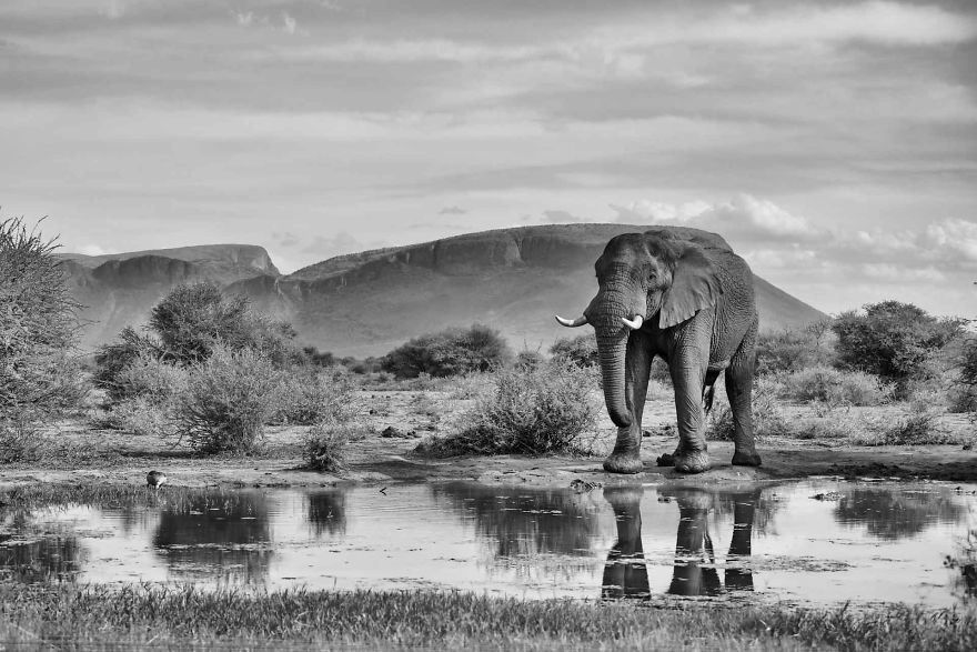 Black and White Elephants Photography By Peter Delaney