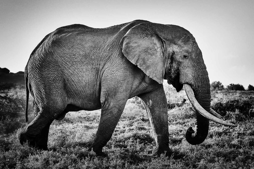 Black and White Elephants Photography By Peter Delaney