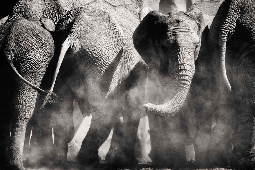 Black and White Elephants Photography By Peter Delaney