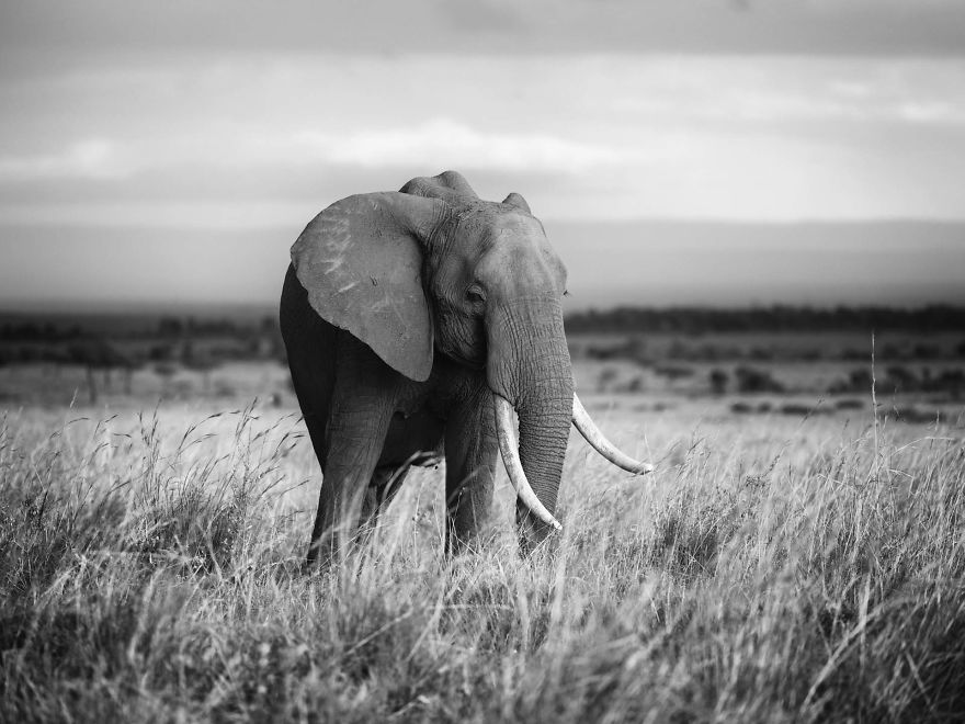 Black and White Elephants Photography By Peter Delaney