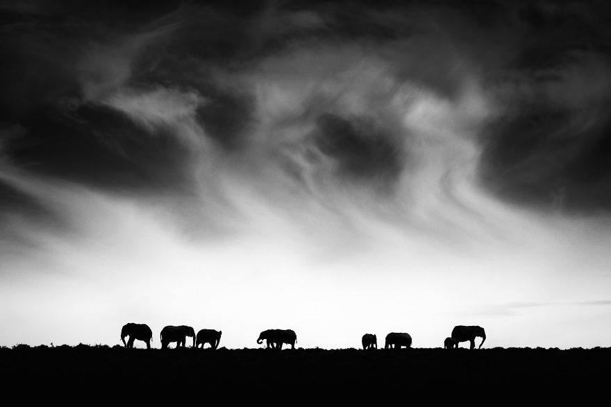 Black and White Elephants Photography By Peter Delaney