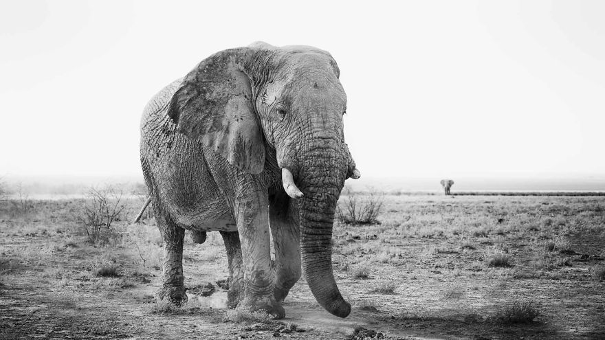 Black and White Elephants Photography By Peter Delaney