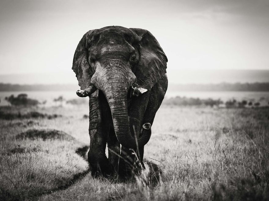 Black and White Elephants Photography By Peter Delaney