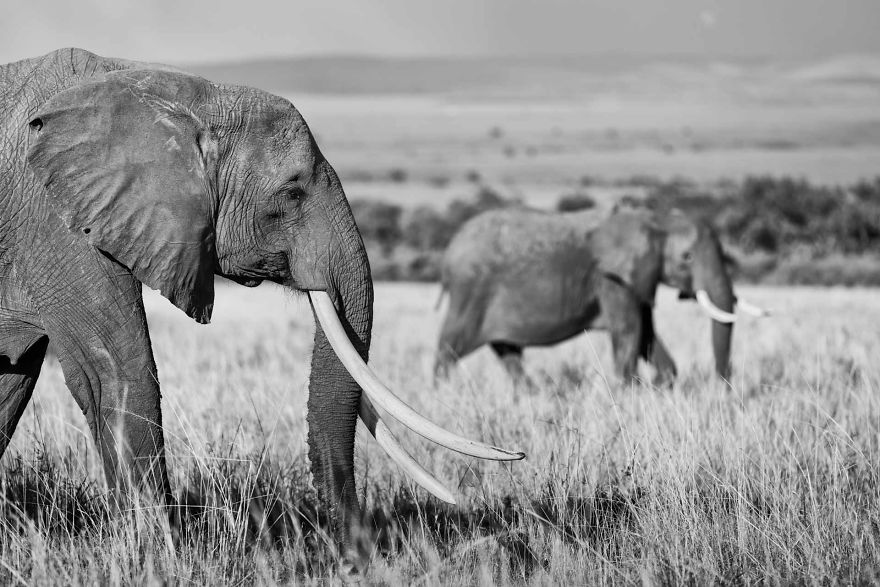 Black and White Elephants Photography By Peter Delaney