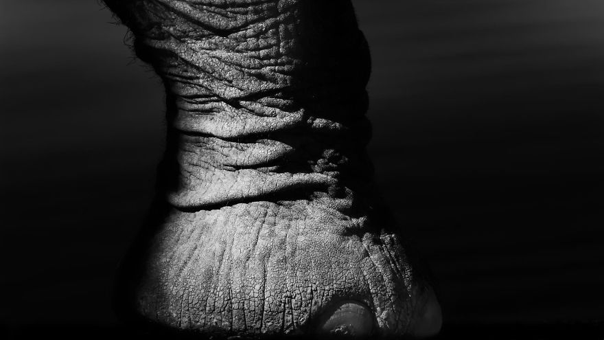 Black and White Elephants Photography By Peter Delaney