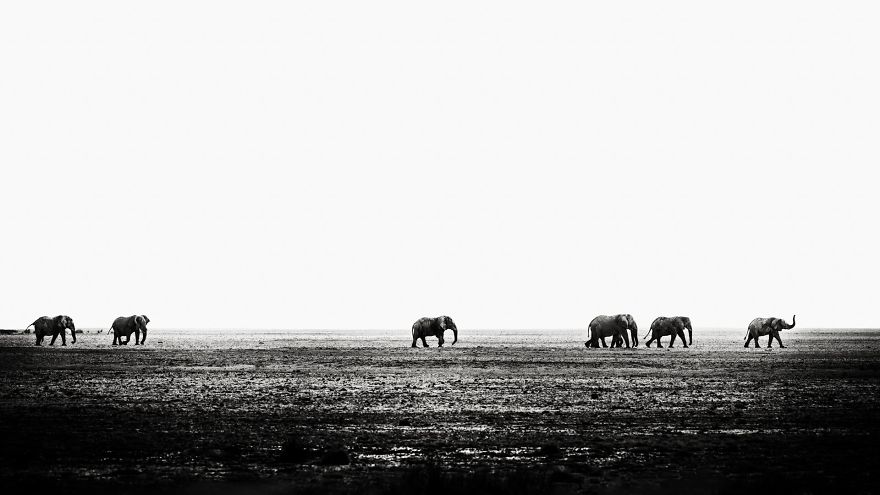 Black and White Elephants Photography By Peter Delaney