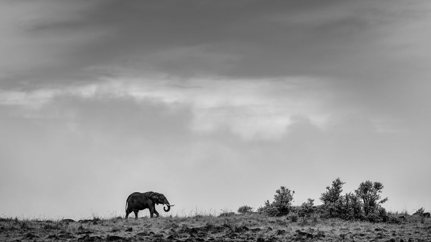 Black and White Elephants Photography By Peter Delaney