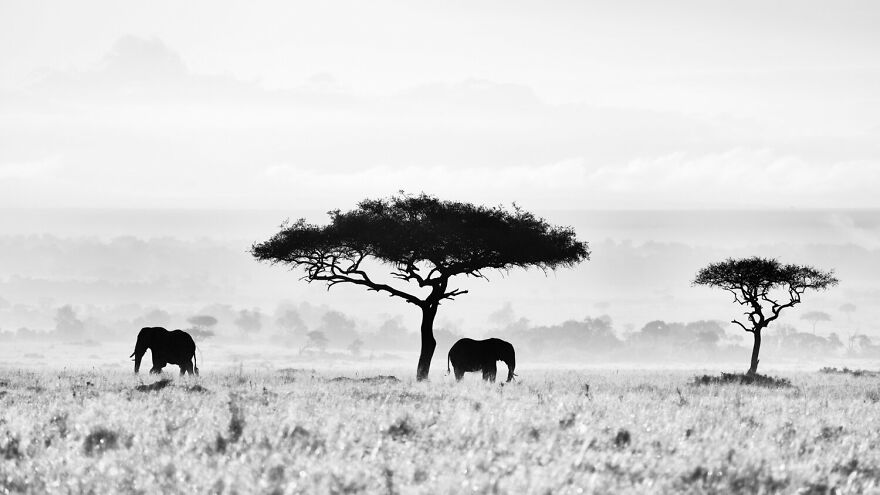 Black and White Elephants Photography By Peter Delaney