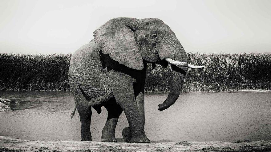 Black and White Elephants Photography By Peter Delaney