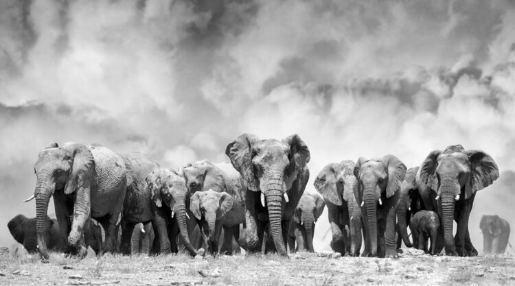 Photographer Spent Countless Hours With Elephants, Here Are The Best 25 Photos!