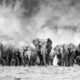 Photographer Spent Countless Hours With Elephants, Here Are The Best 25 Photos!