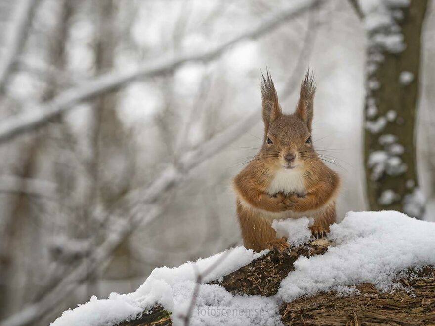 Funny Squirre Photos By Johnny Kaapa