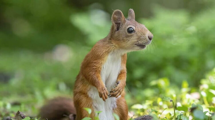 Photographer Became Friend With A Squirrel And Documented Their Friendship With Funny Photos