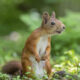 Photographer Became Friend With A Squirrel And Documented Their Friendship With Funny Photos