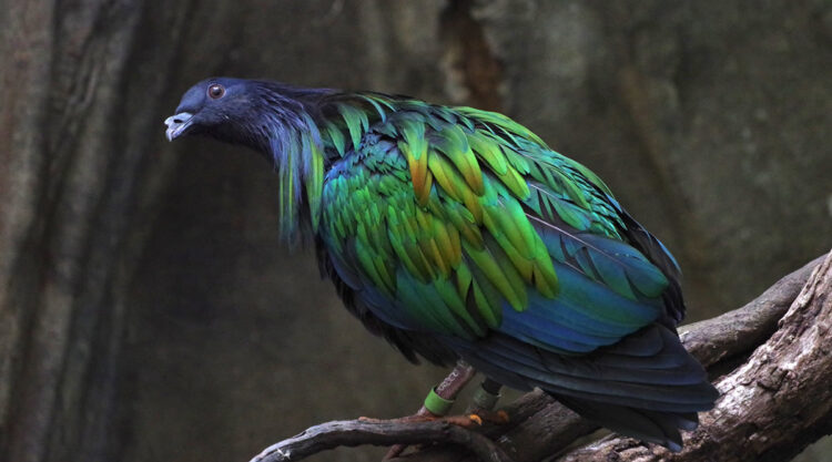 The Amazing Nicobar Pigeon Dazzles With Its Beautiful Colors