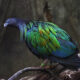 The Amazing Nicobar Pigeon Dazzles With Its Beautiful Colors