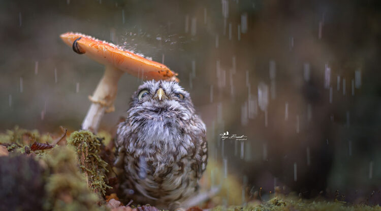 Photographer Captured The Image Of A Tiny Owl Hiding From The Rain Under A Mushroom