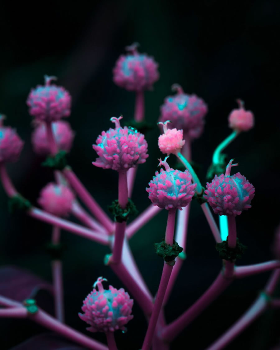 Plant Photography Series By Tom Leighton