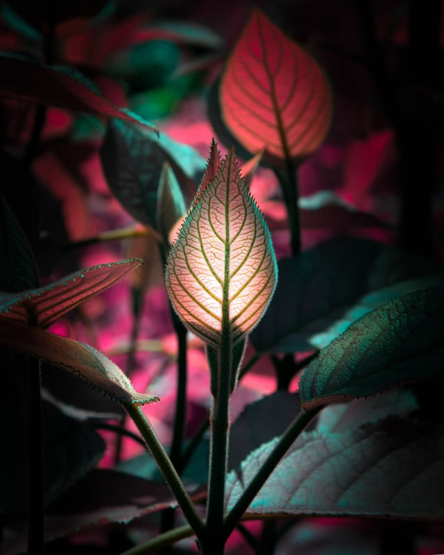 Plant Photography Series By Tom Leighton