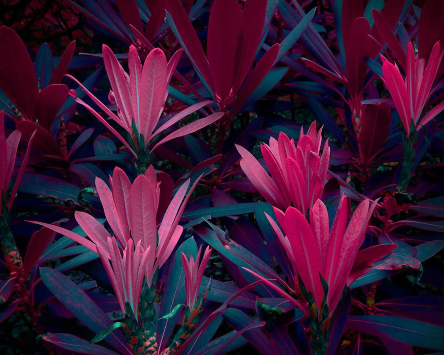 Plant Photography Series By Tom Leighton