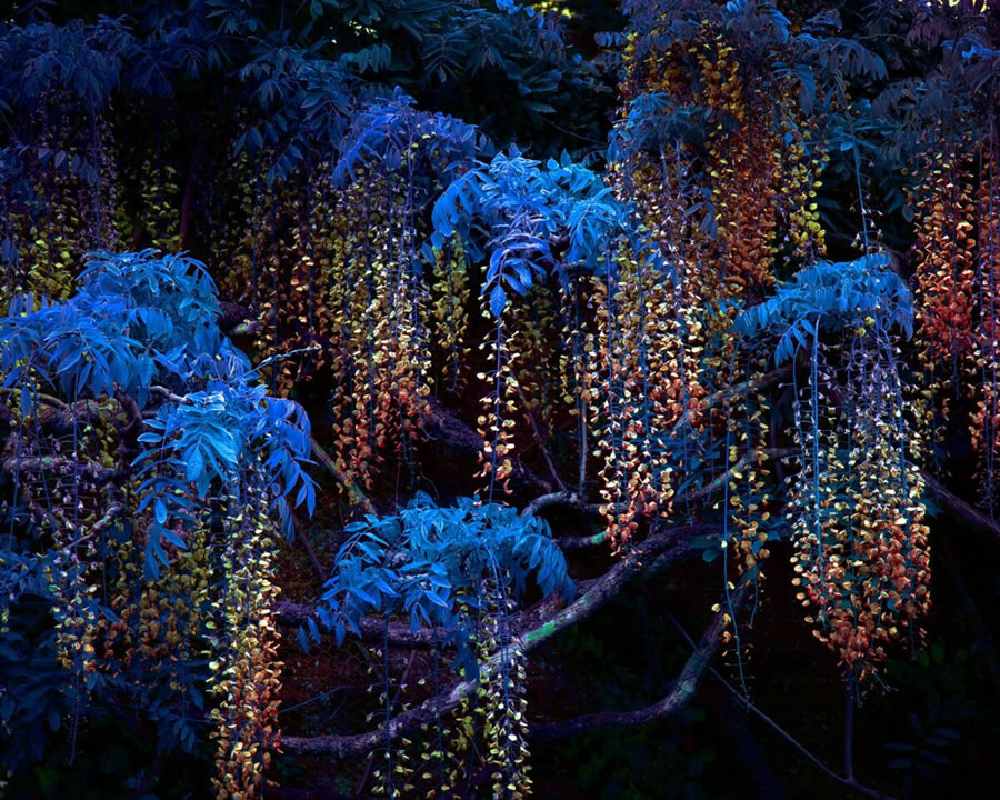 Plant Photography Series By Tom Leighton