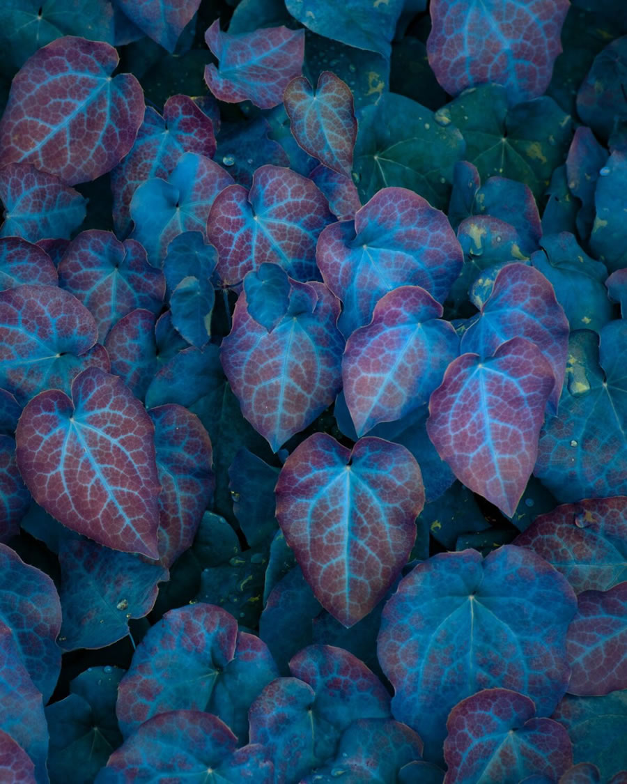 Plant Photography Series By Tom Leighton