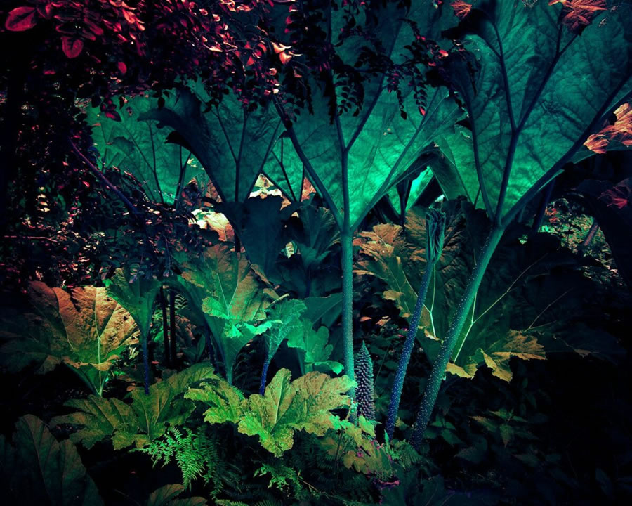 Plant Photography Series By Tom Leighton