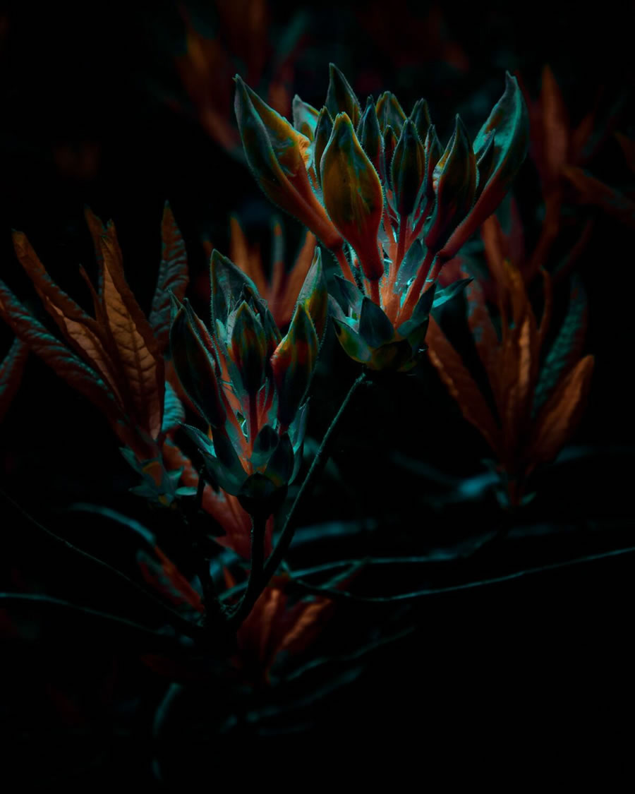 Plant Photography Series By Tom Leighton