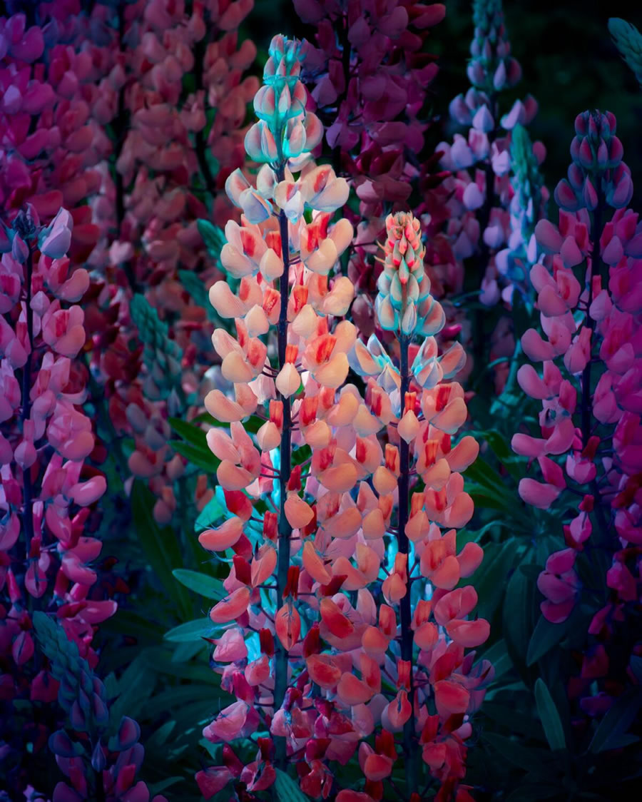 Plant Photography Series By Tom Leighton