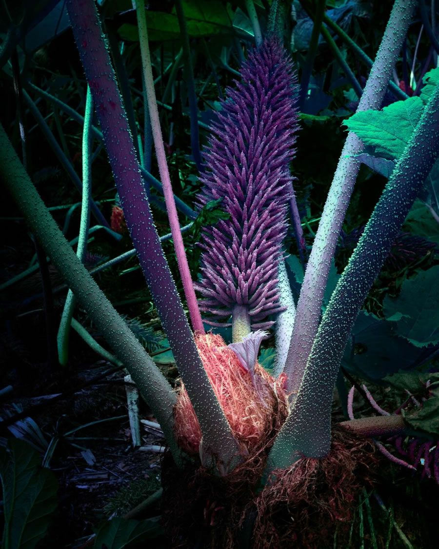 Plant Photography Series By Tom Leighton