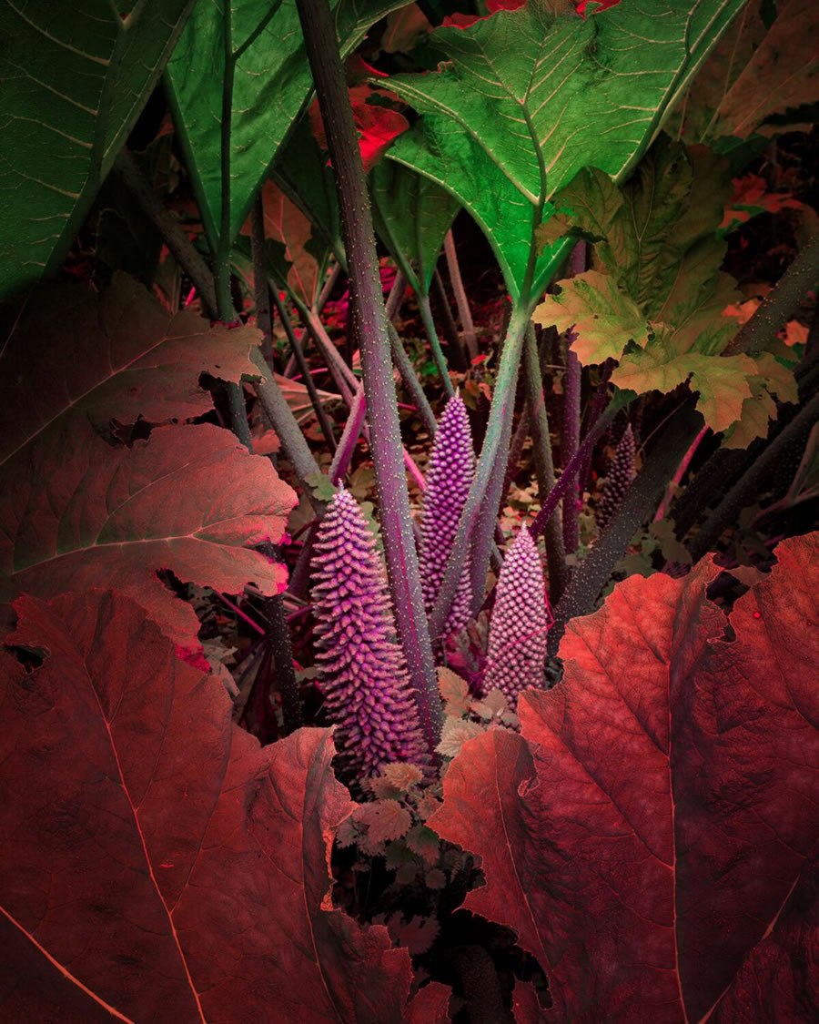 Plant Photography Series By Tom Leighton