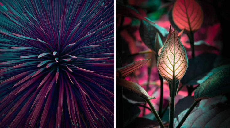 Variegation: Unearthly Plant Photography Series By Tom Leighton