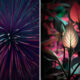 Variegation: Unearthly Plant Photography Series By Tom Leighton