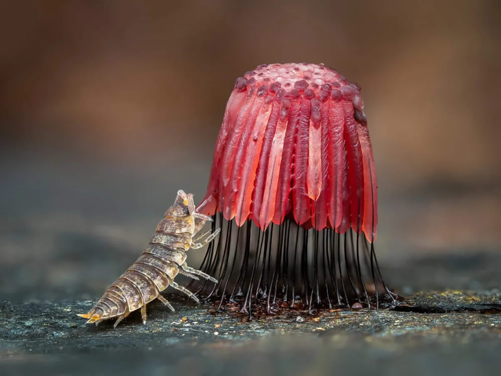 Slime Molds Macro Photography By Barry Webb