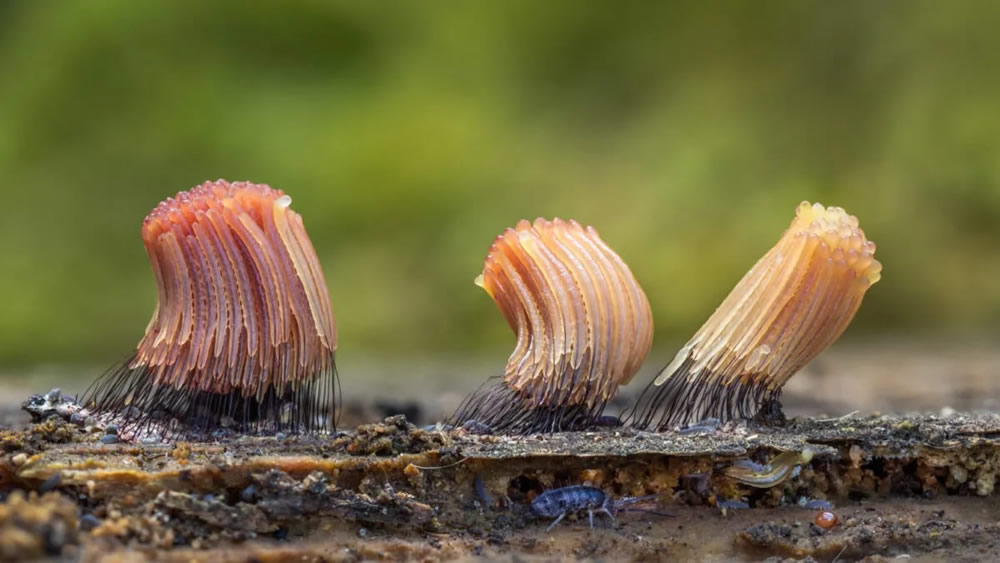 Slime Molds Macro Photography By Barry Webb