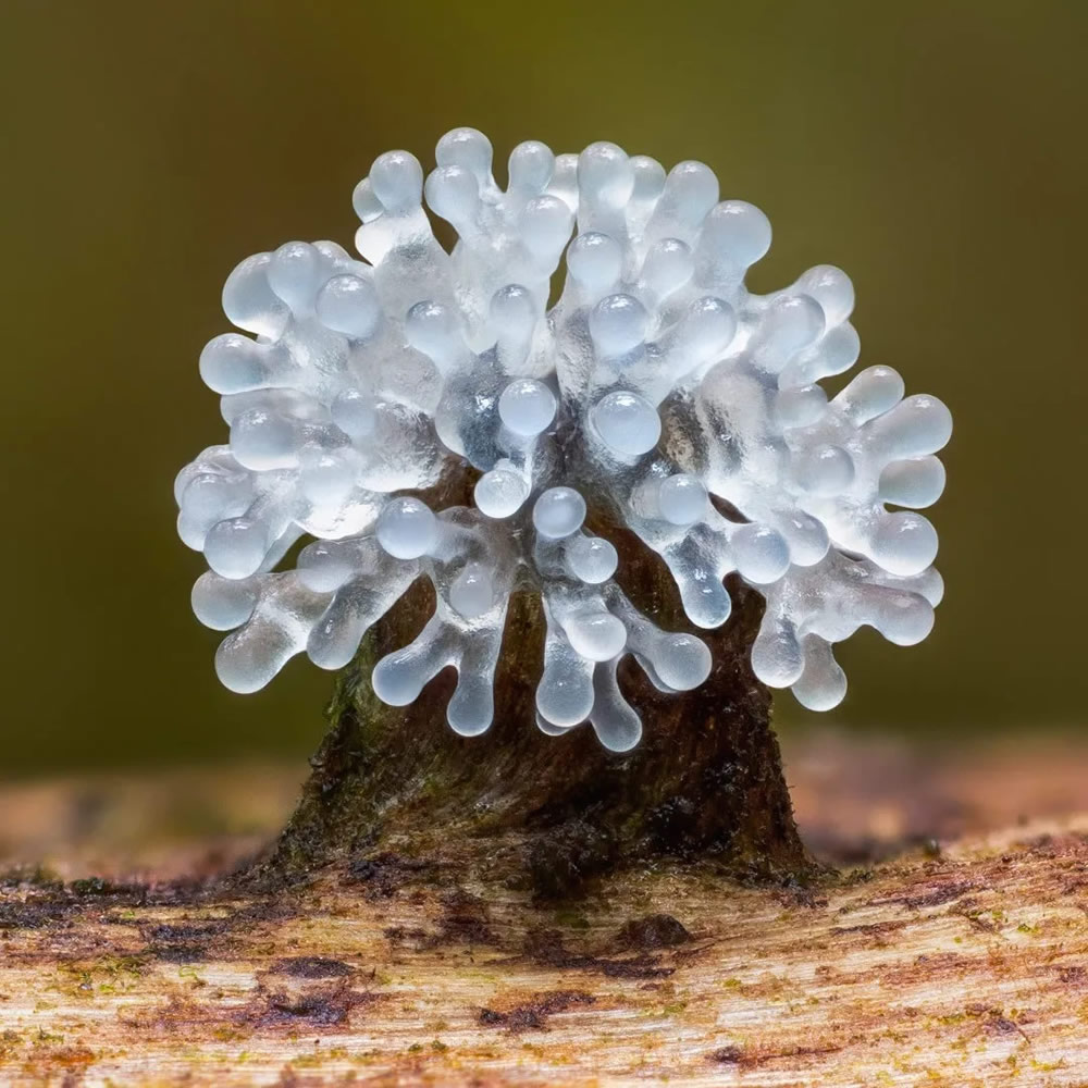 Slime Molds Macro Photography By Barry Webb