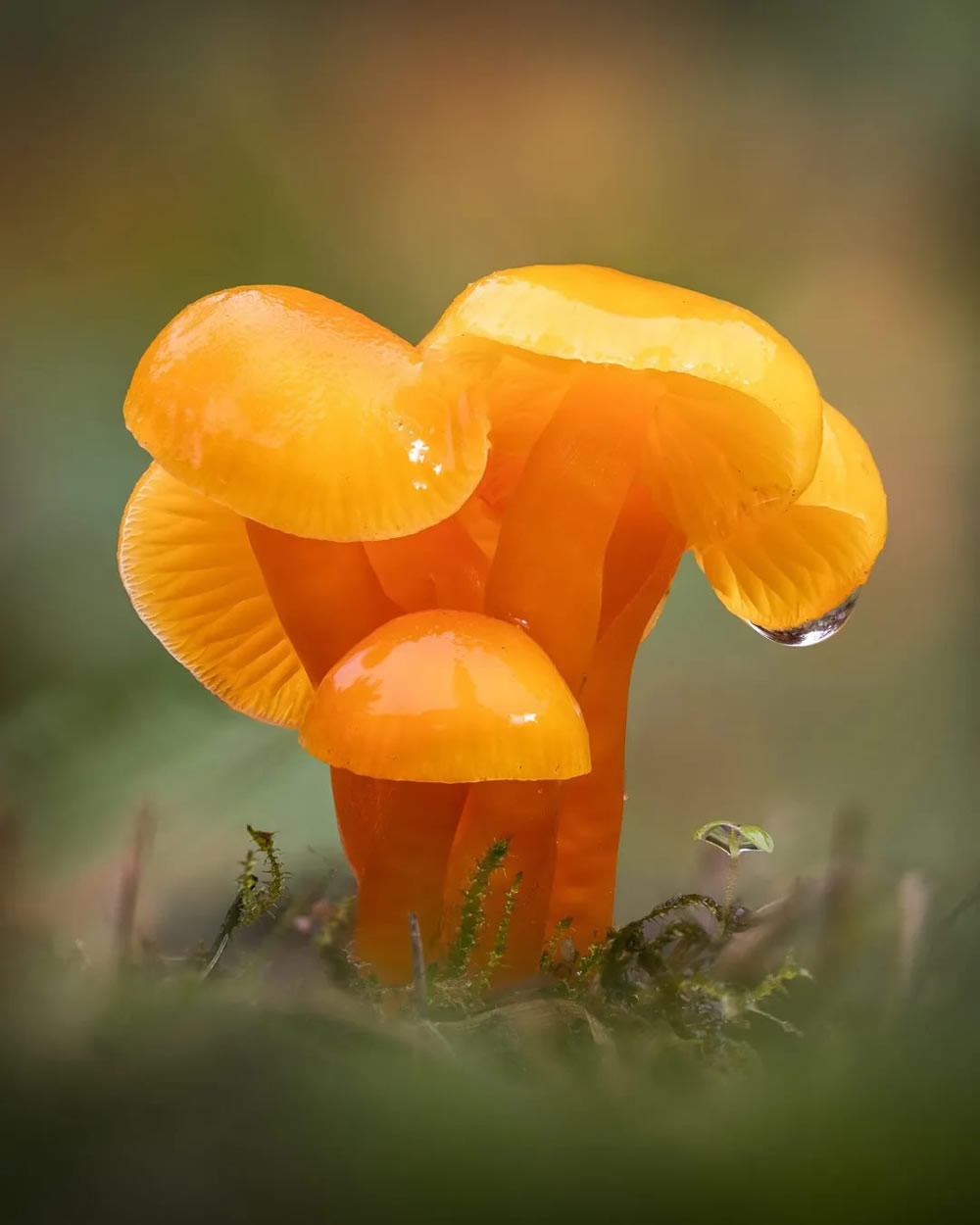 Slime Molds Macro Photography By Barry Webb