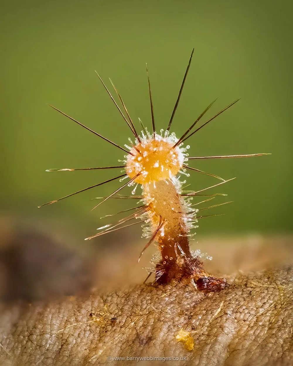 Slime Molds Macro Photography By Barry Webb