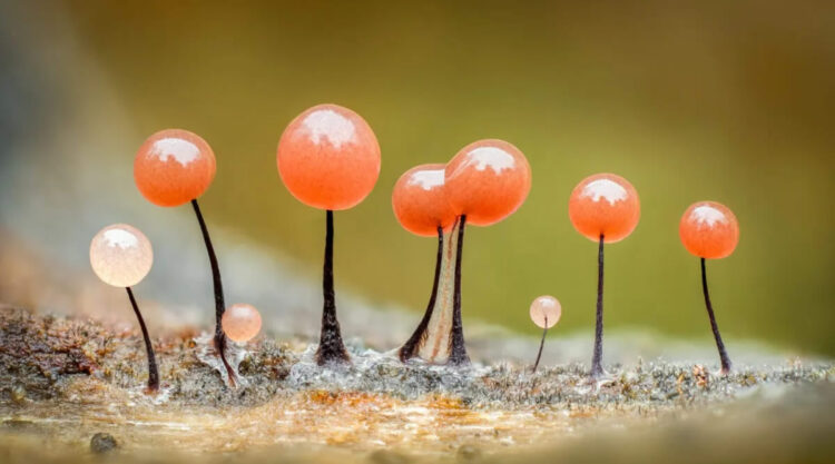 Slime Molds Macro Photography By Barry Webb