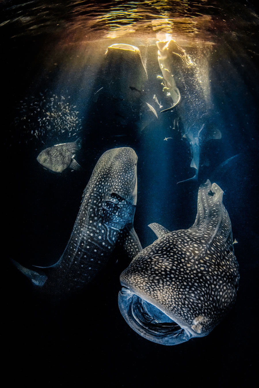 Underwater Photographer of the Year Contest Winners