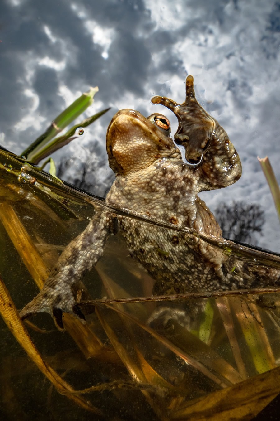 Underwater Photographer of the Year Contest Winners