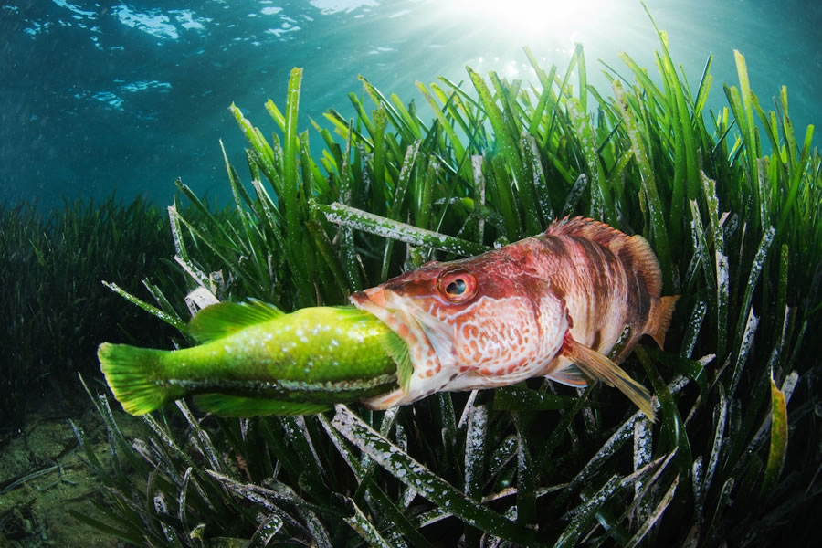 Underwater Photographer of the Year Contest Winners