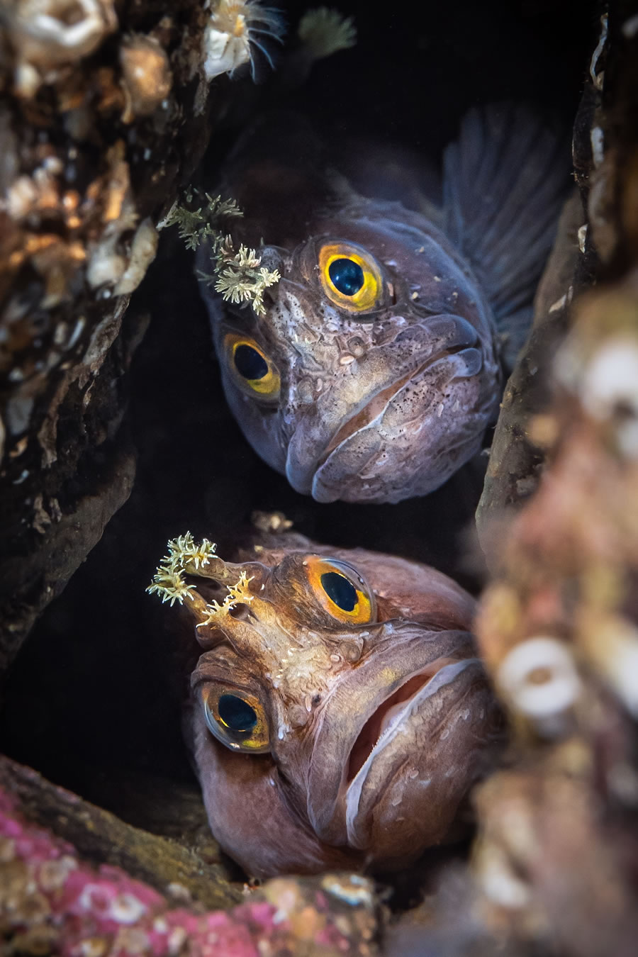 Underwater Photographer of the Year Contest Winners