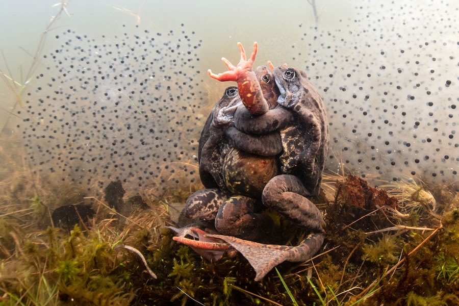 Underwater Photographer of the Year Contest Winners