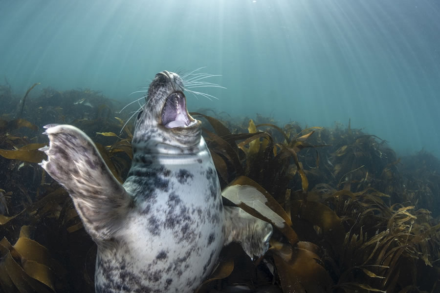 Underwater Photographer of the Year Contest Winners