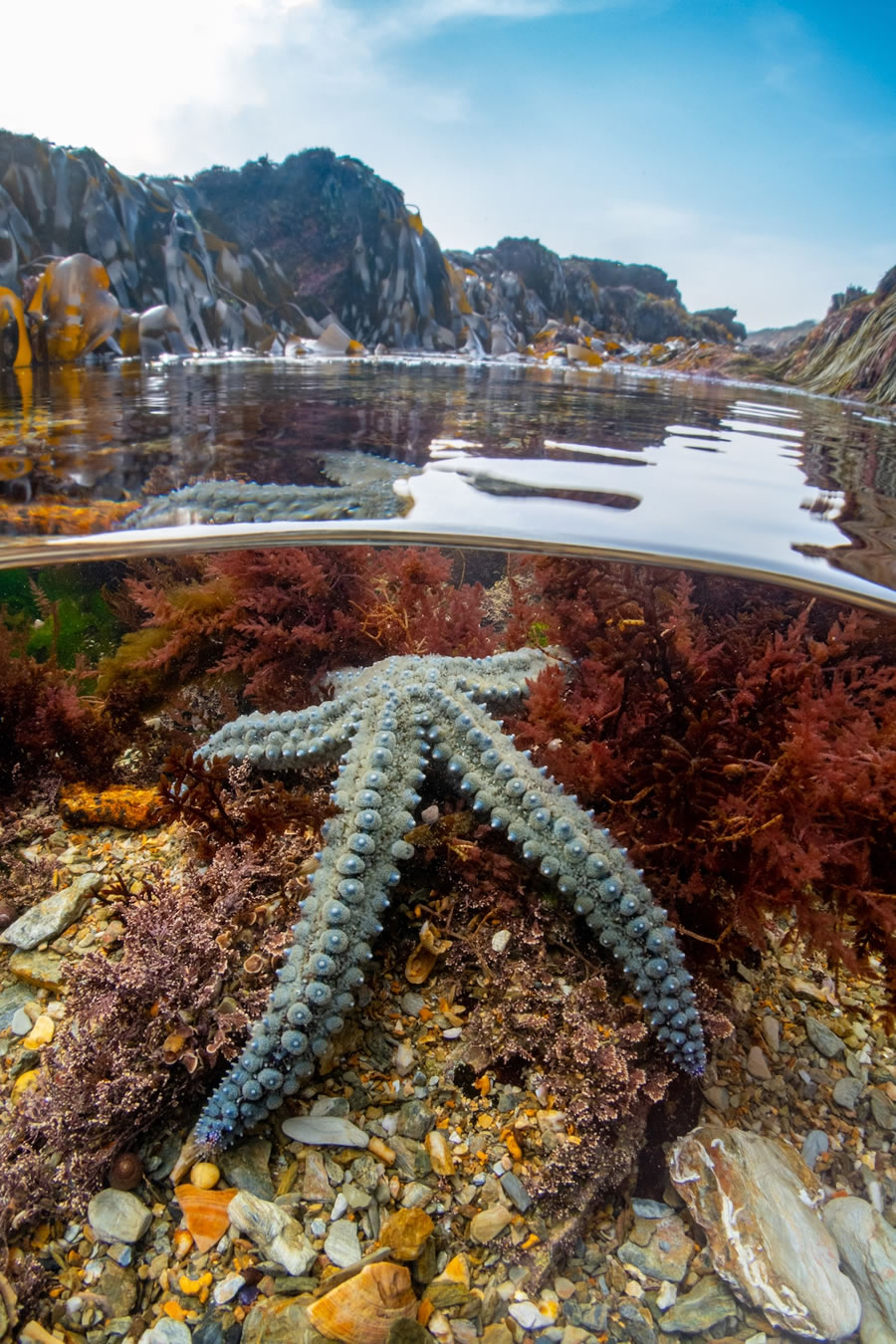 Underwater Photographer of the Year Contest Winners