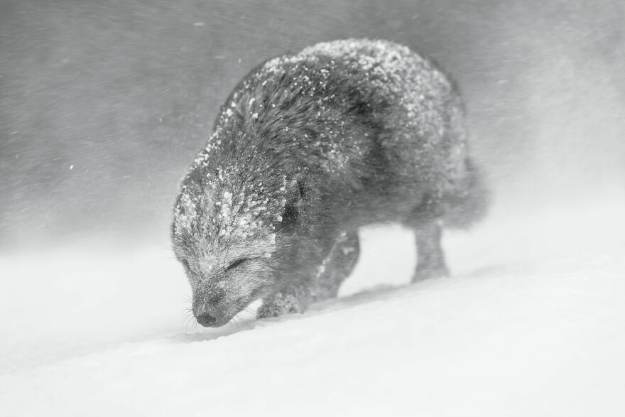 World Nature Photography Awards Winners